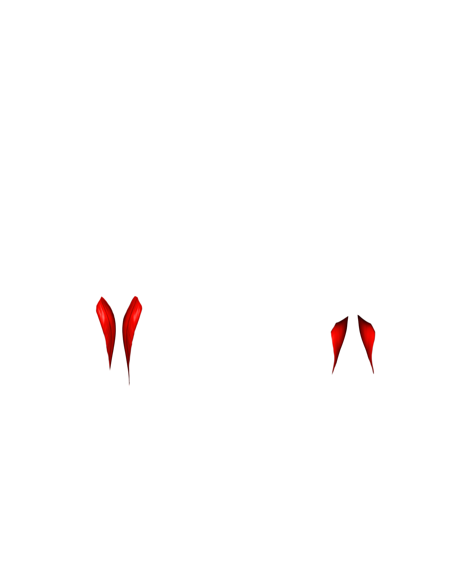 Músculo