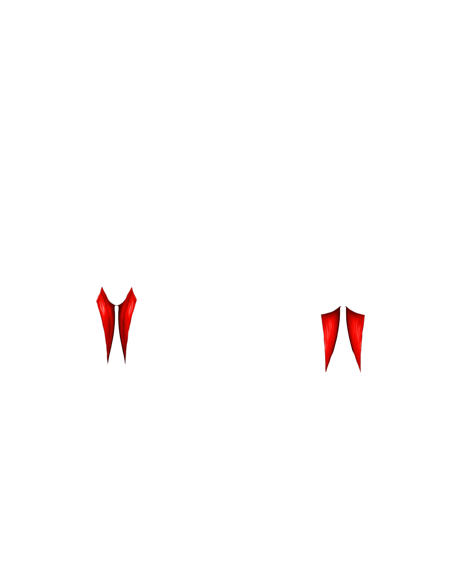 Músculo