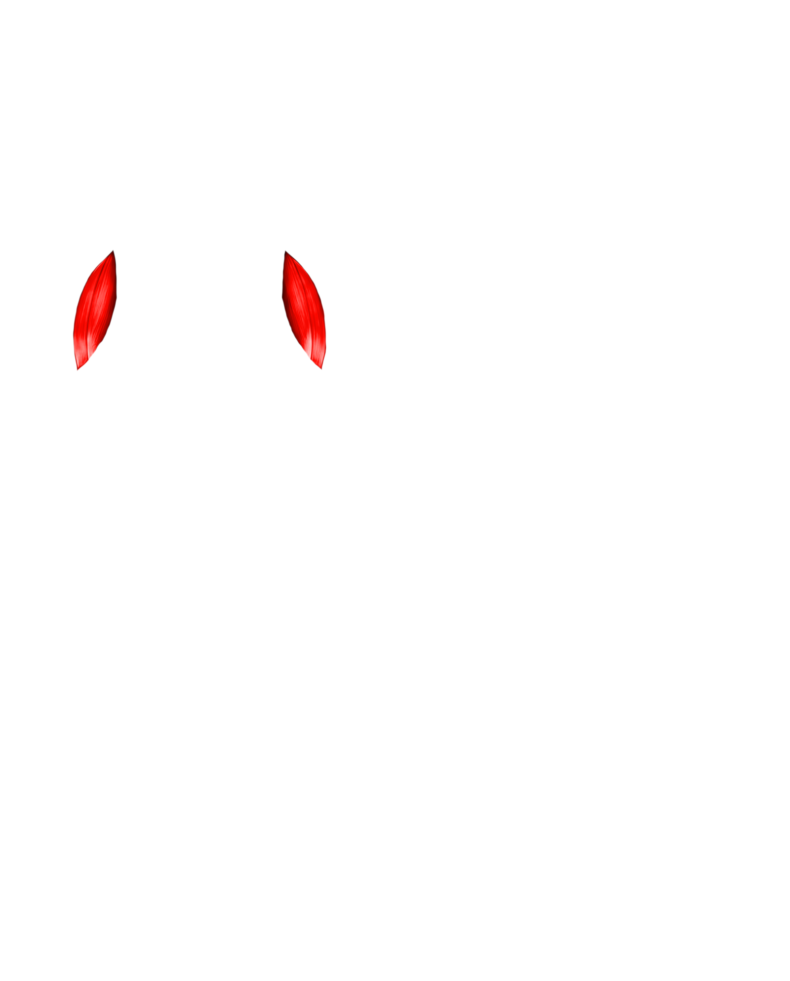 Músculo