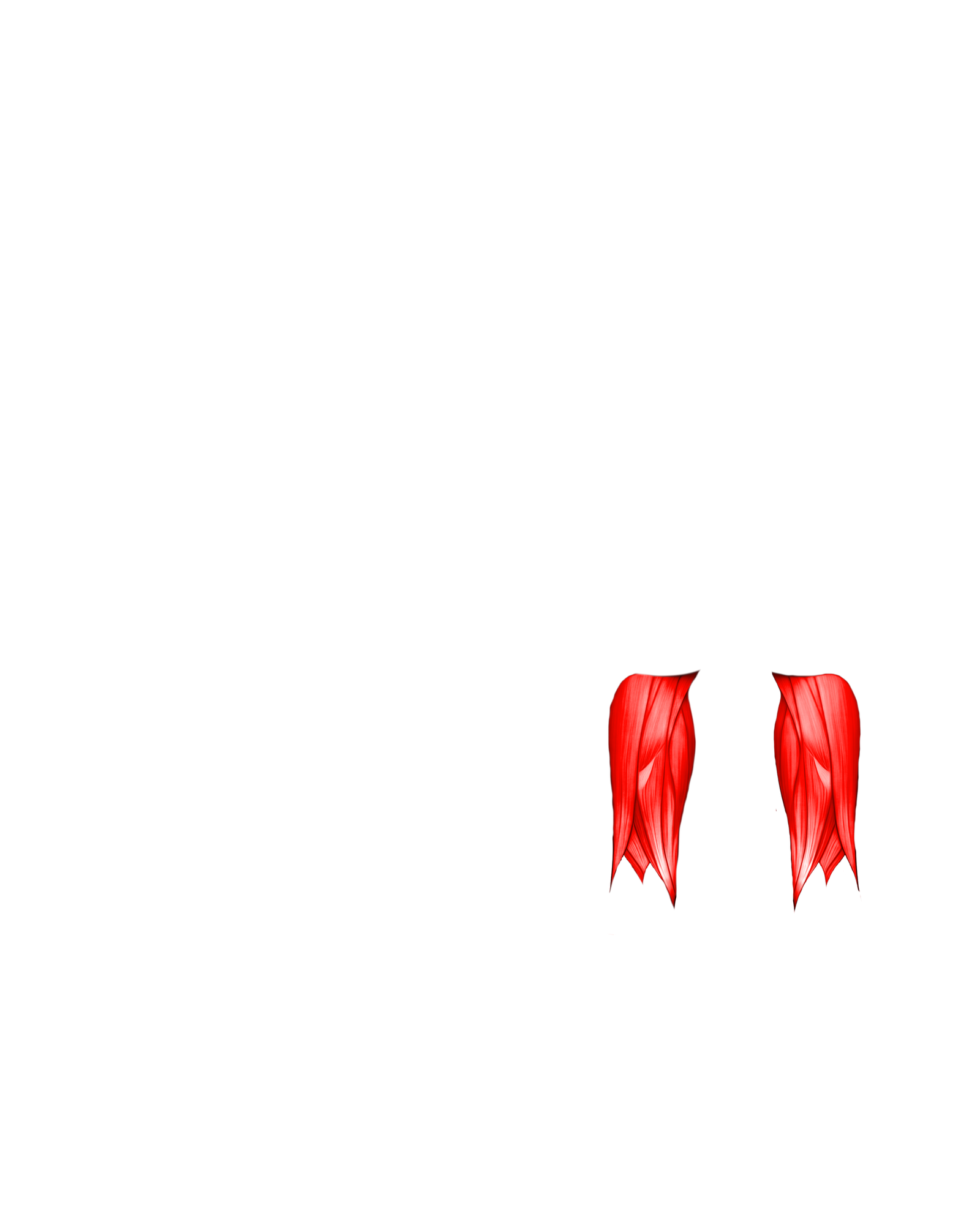 Músculo