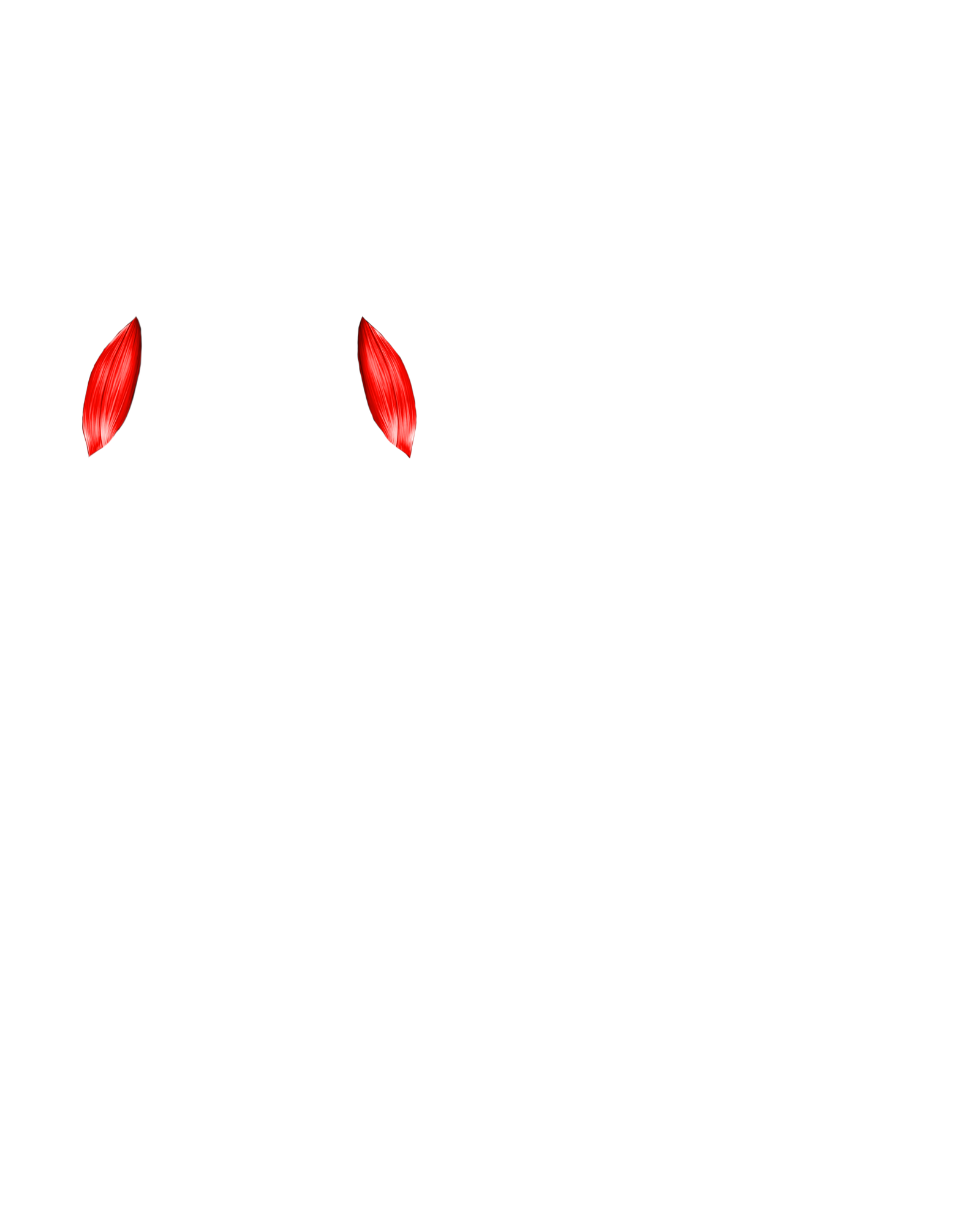 Músculo