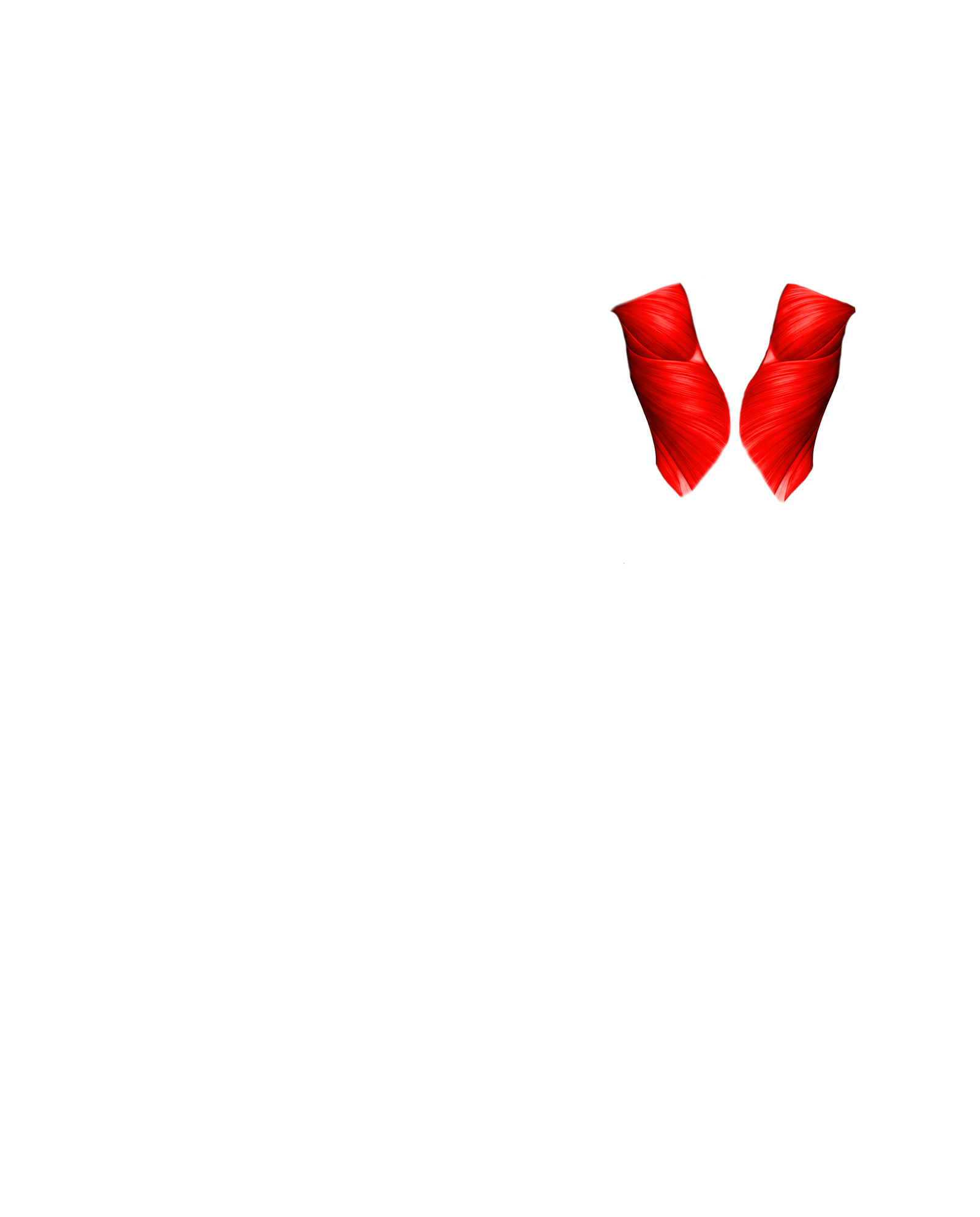Músculo