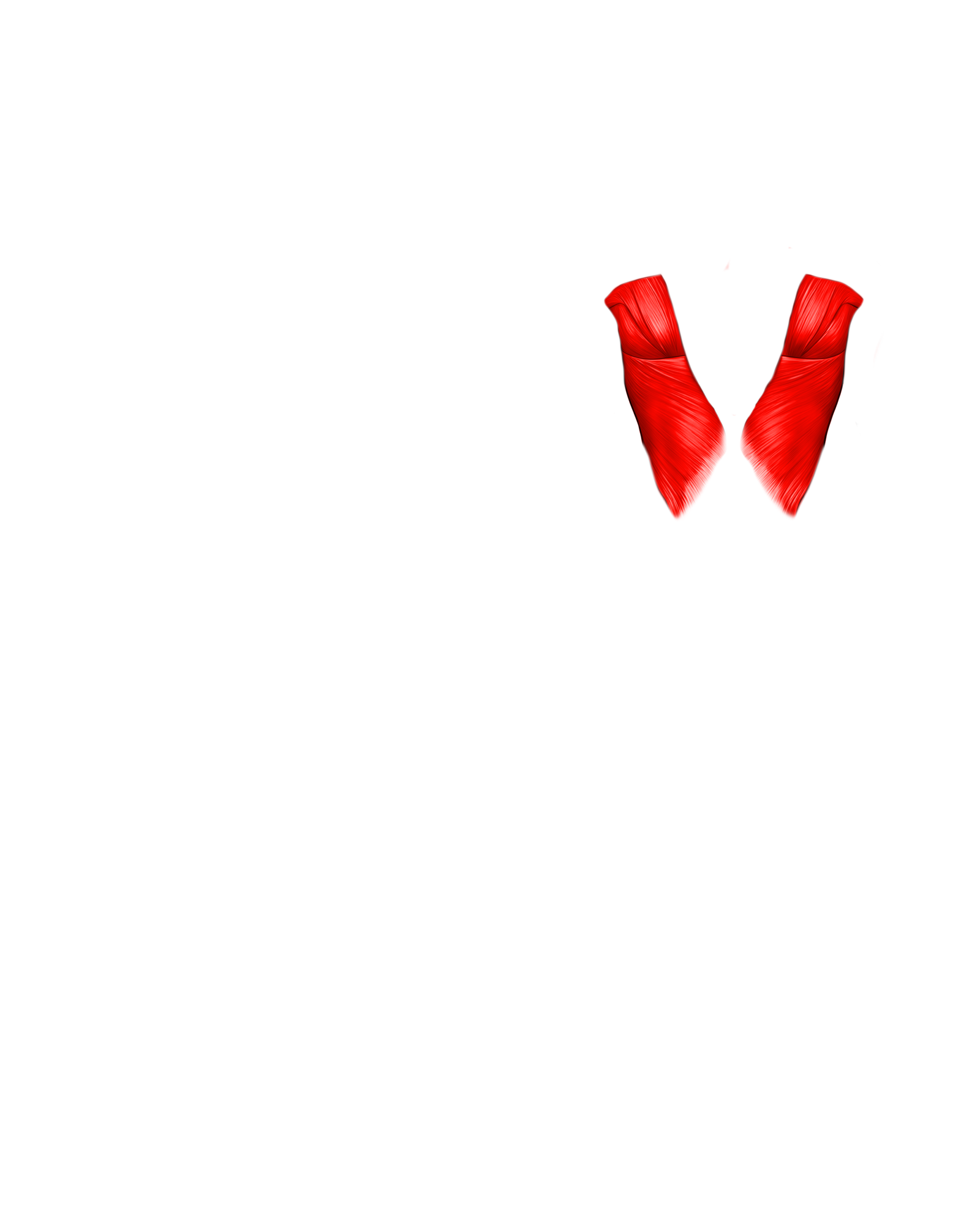 Músculo