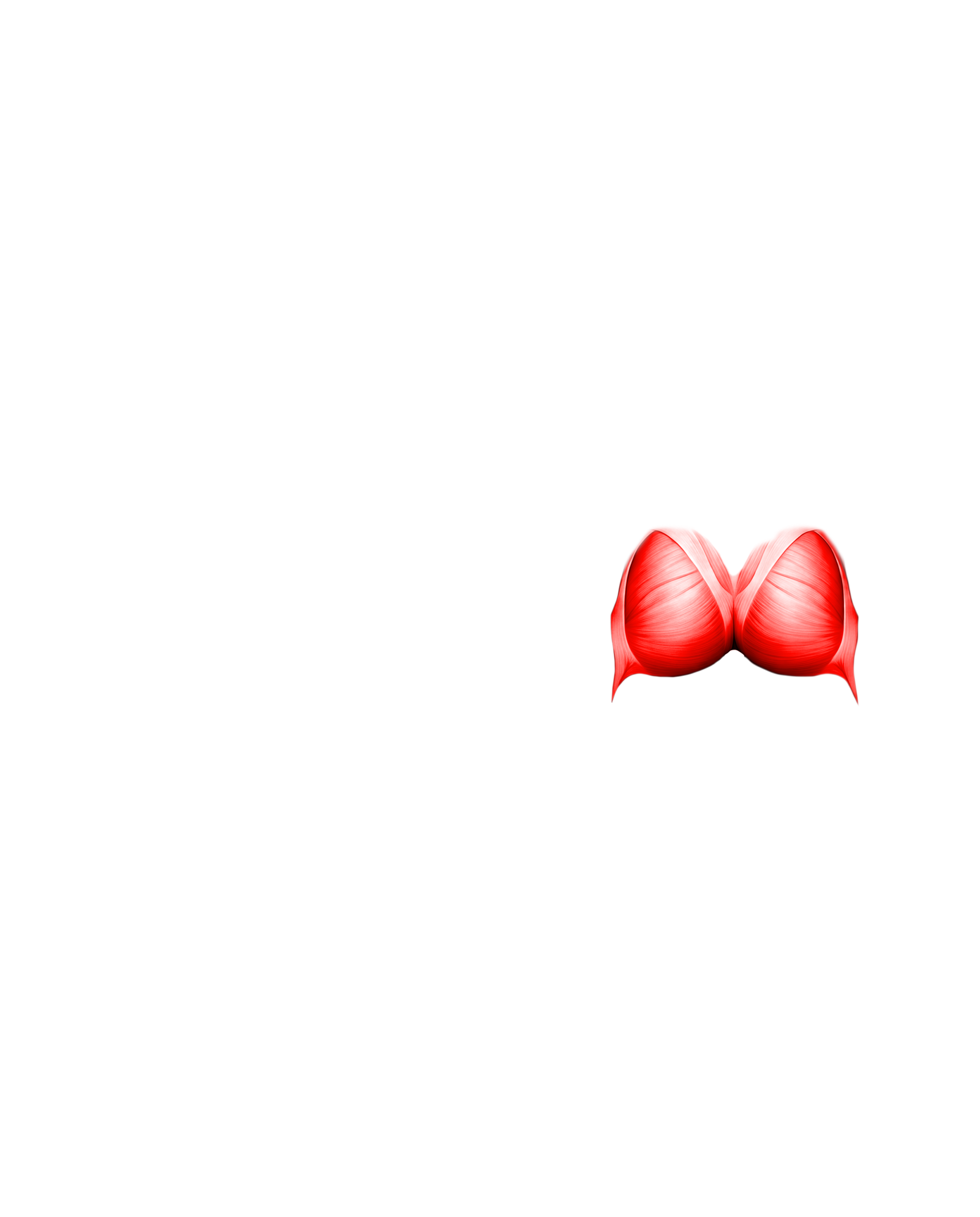 Músculo