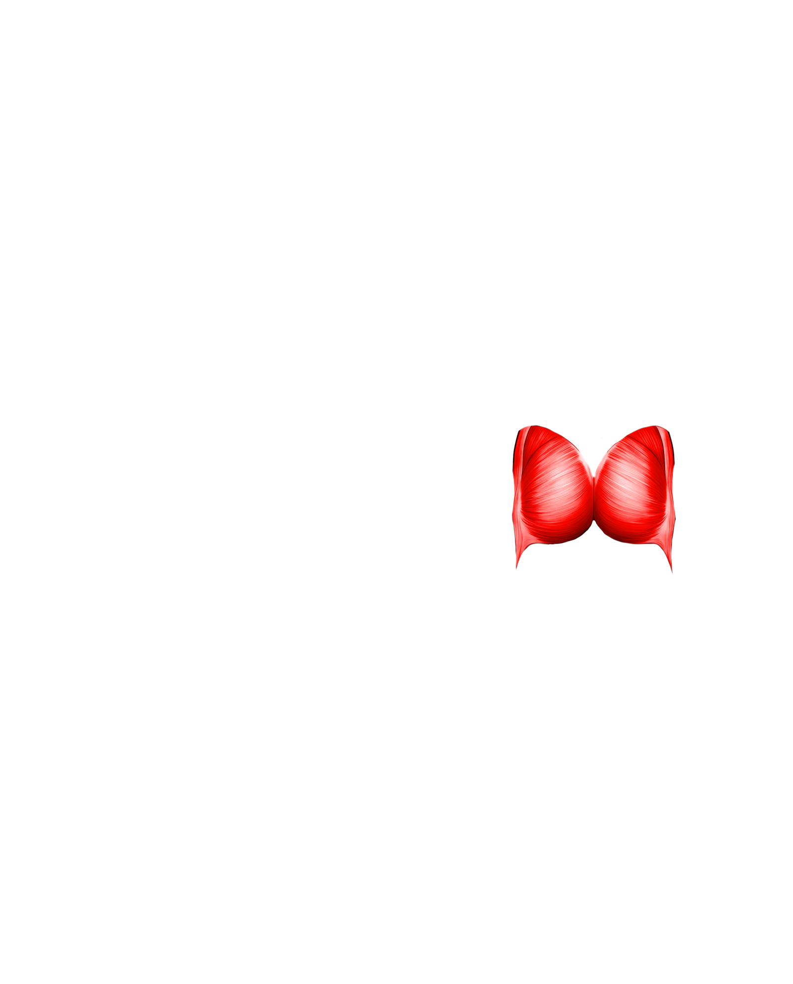 Músculo