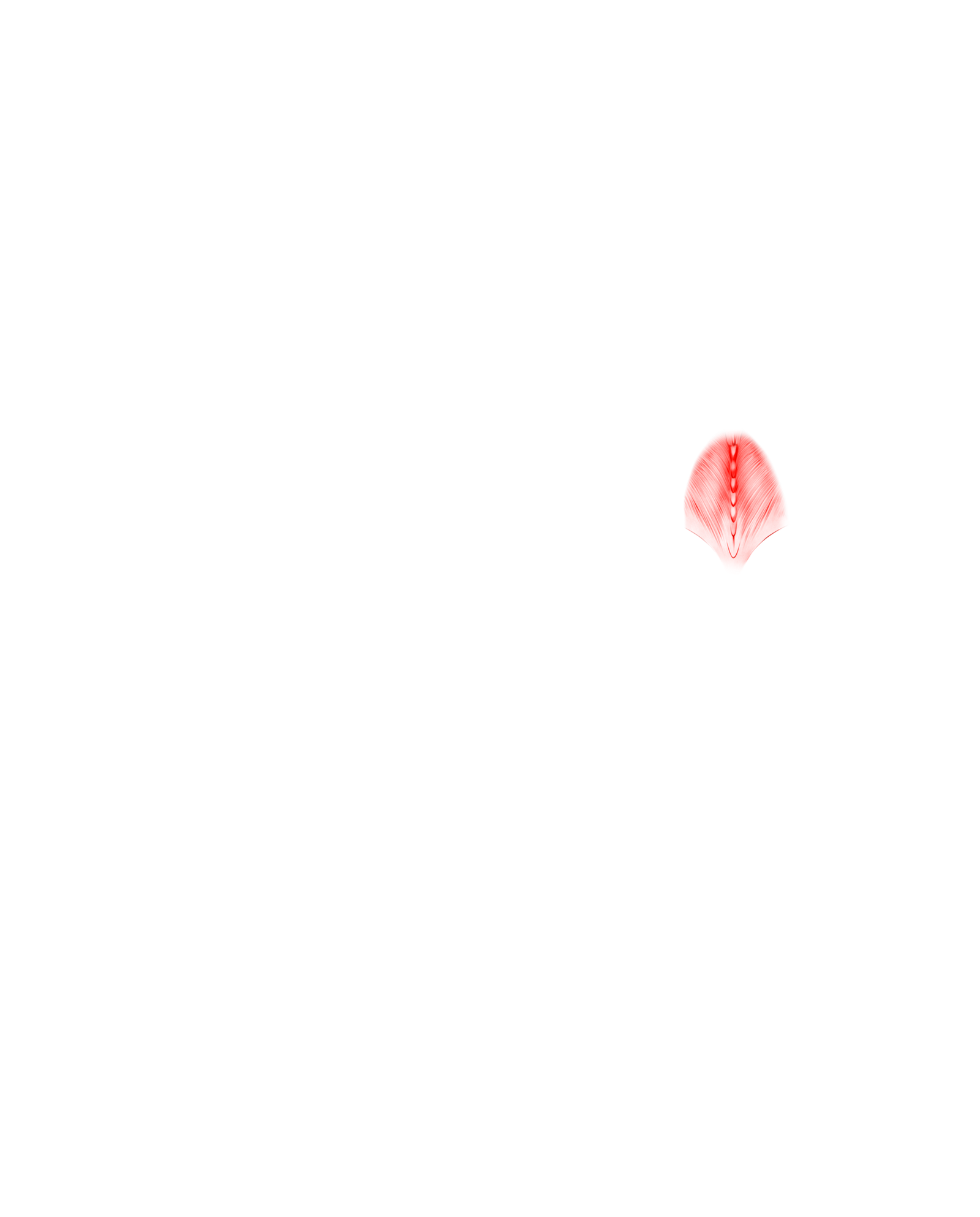 Músculo