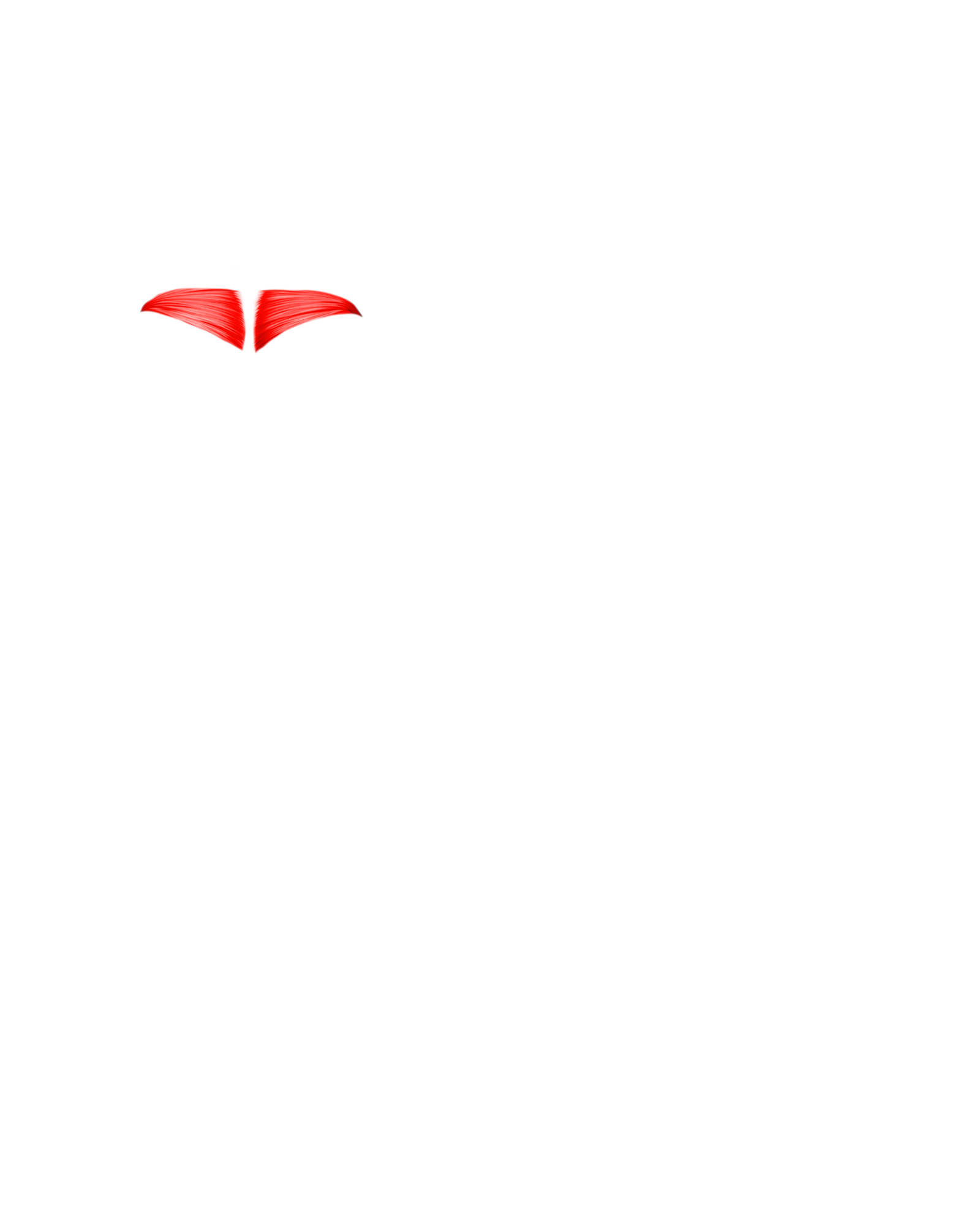 Músculo