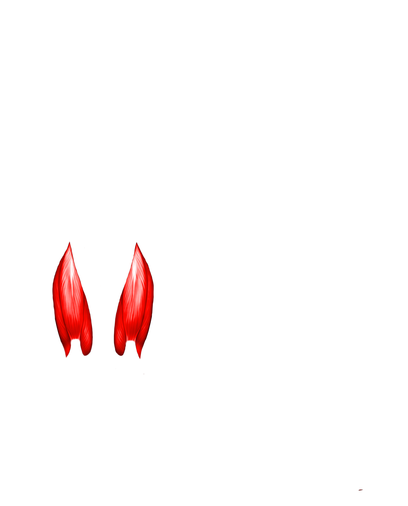Músculo