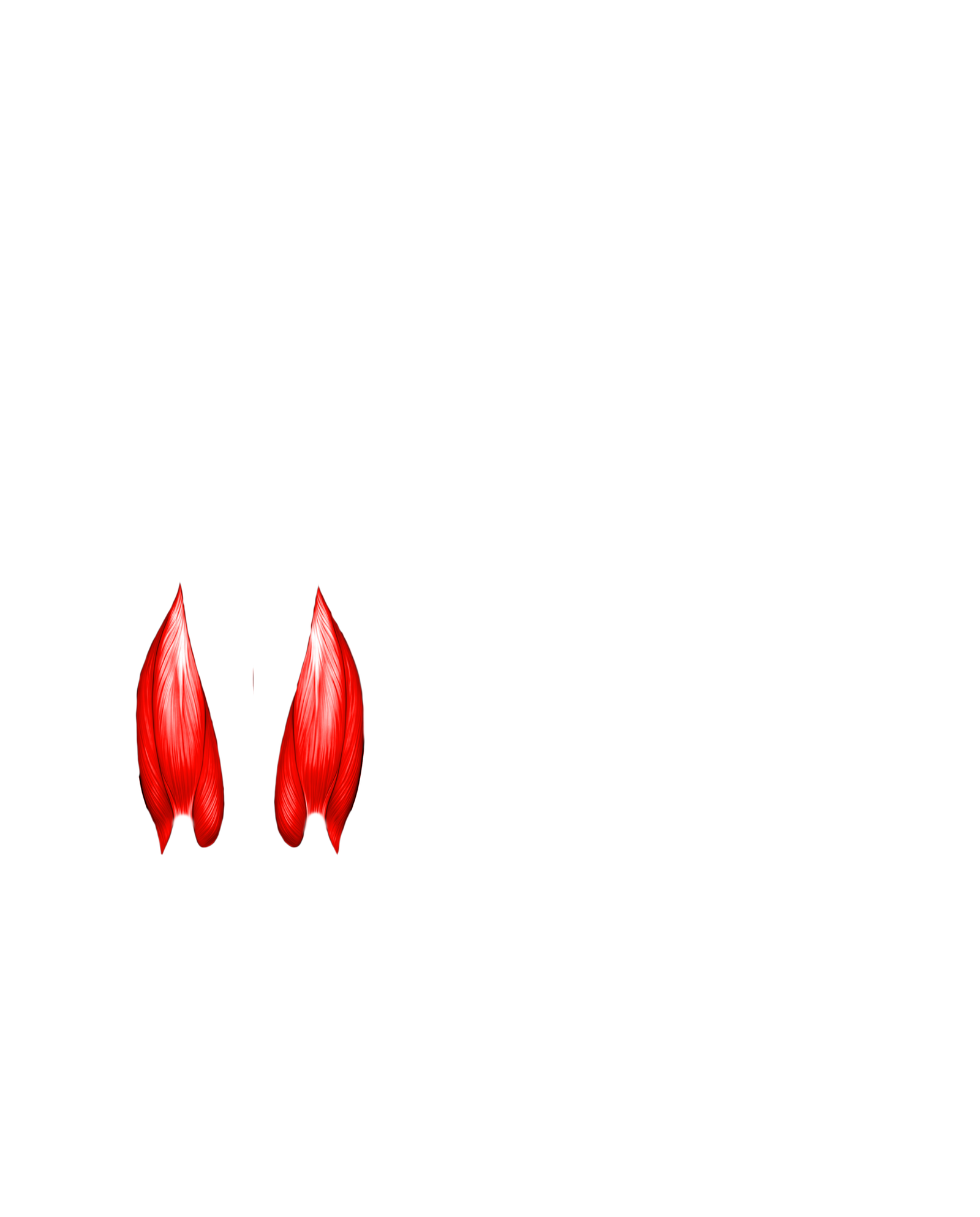 Músculo