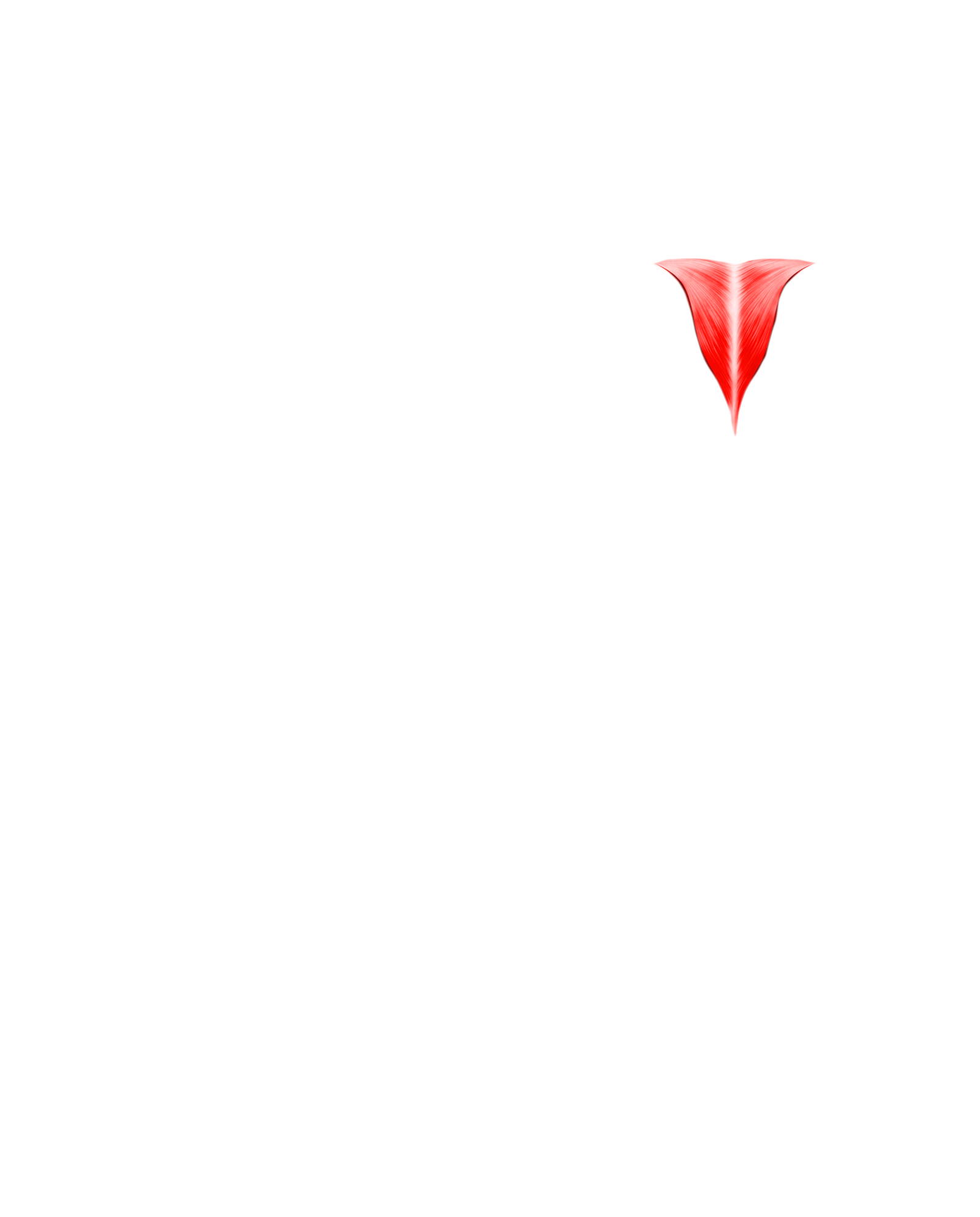Músculo