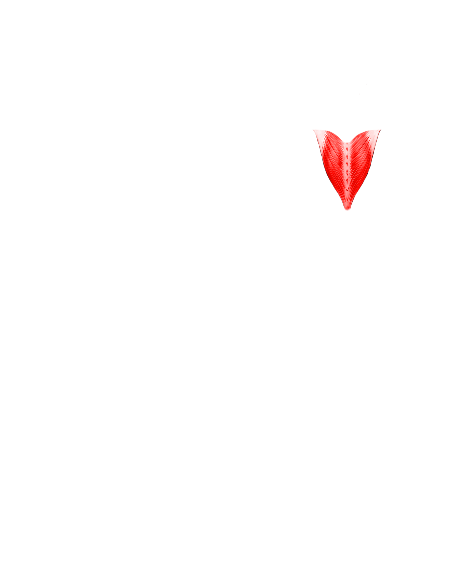 Músculo