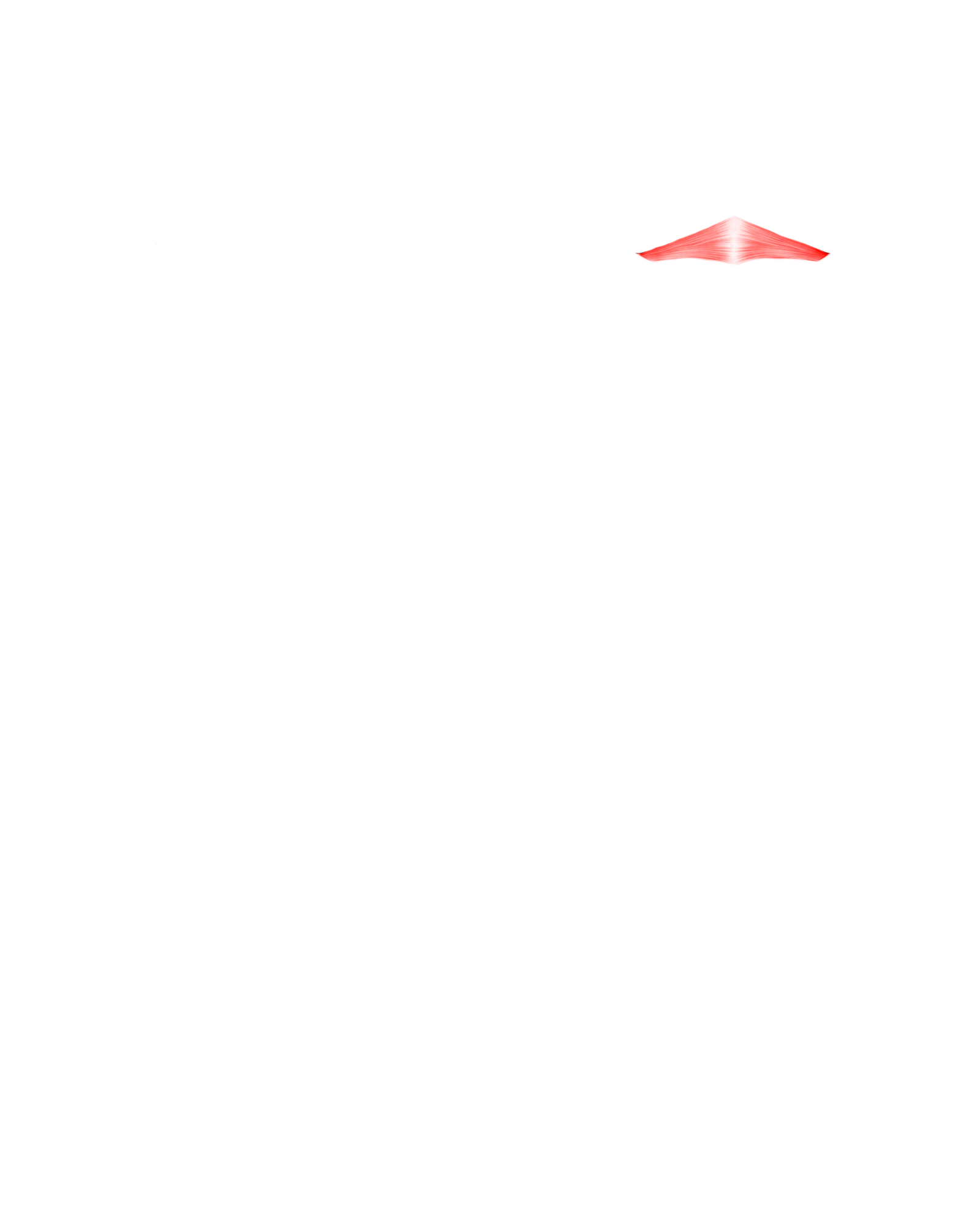 Músculo