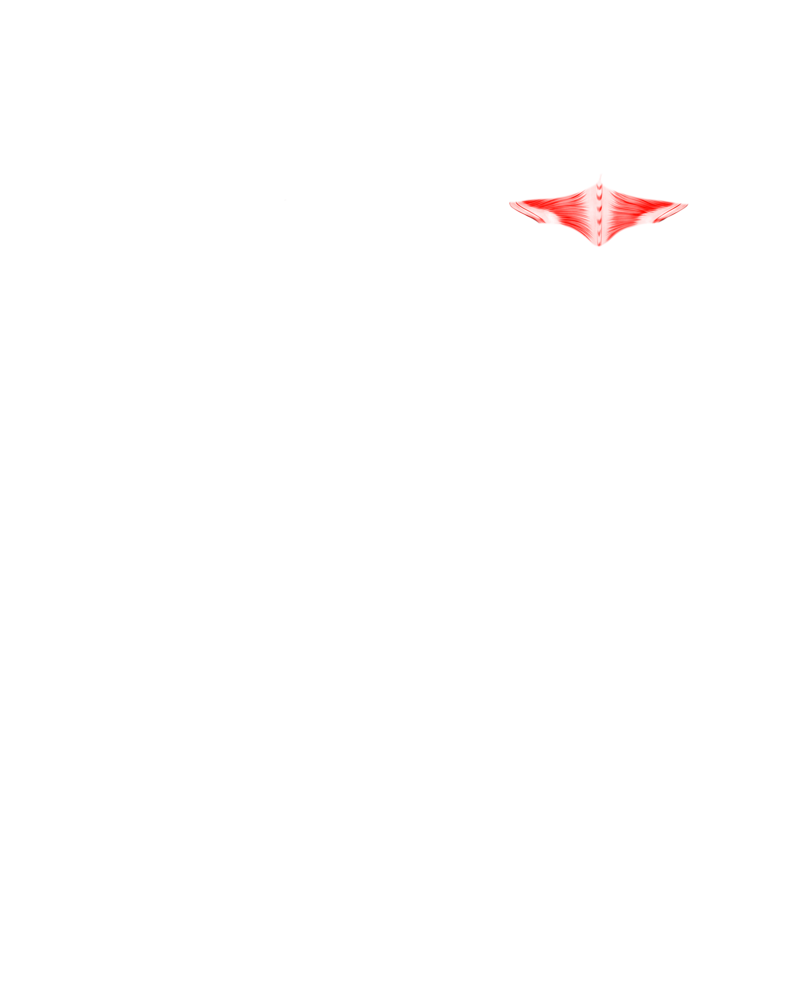 Músculo