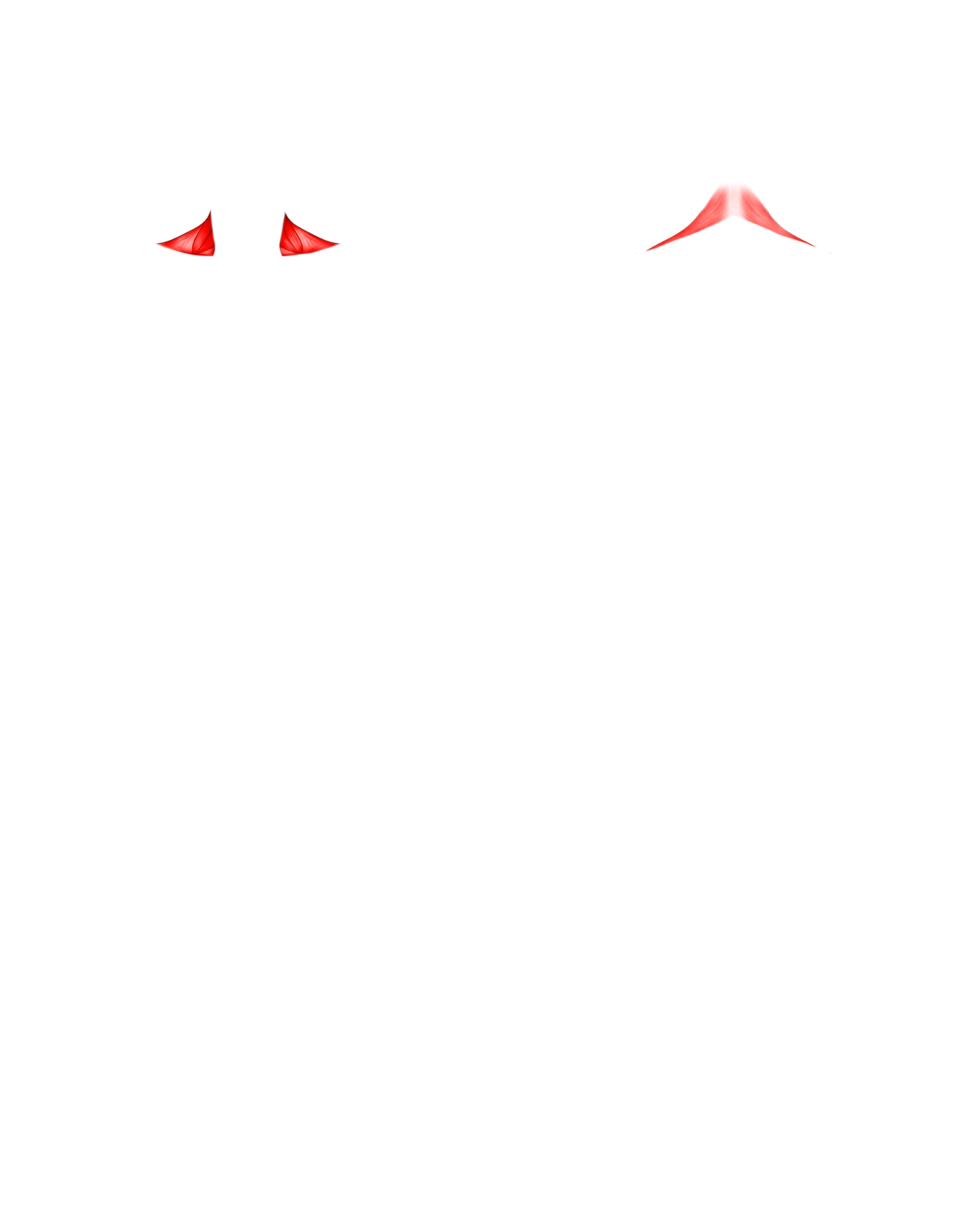 Músculo