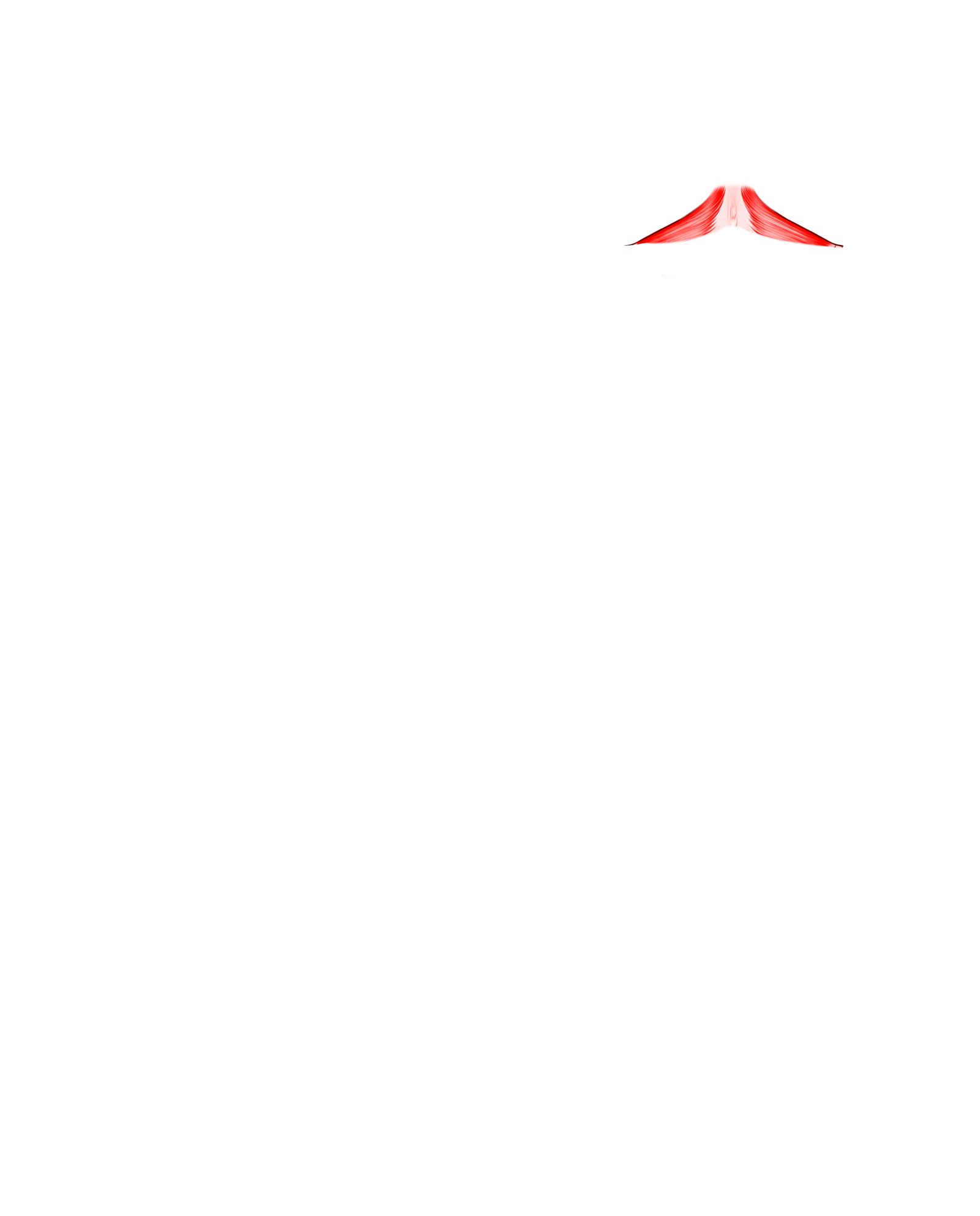 Músculo