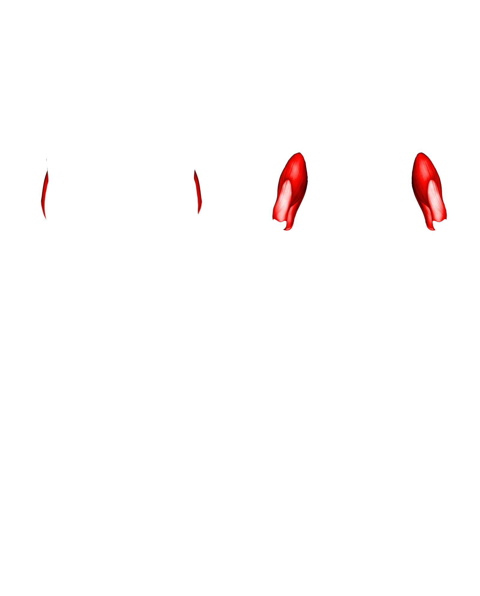 Músculo