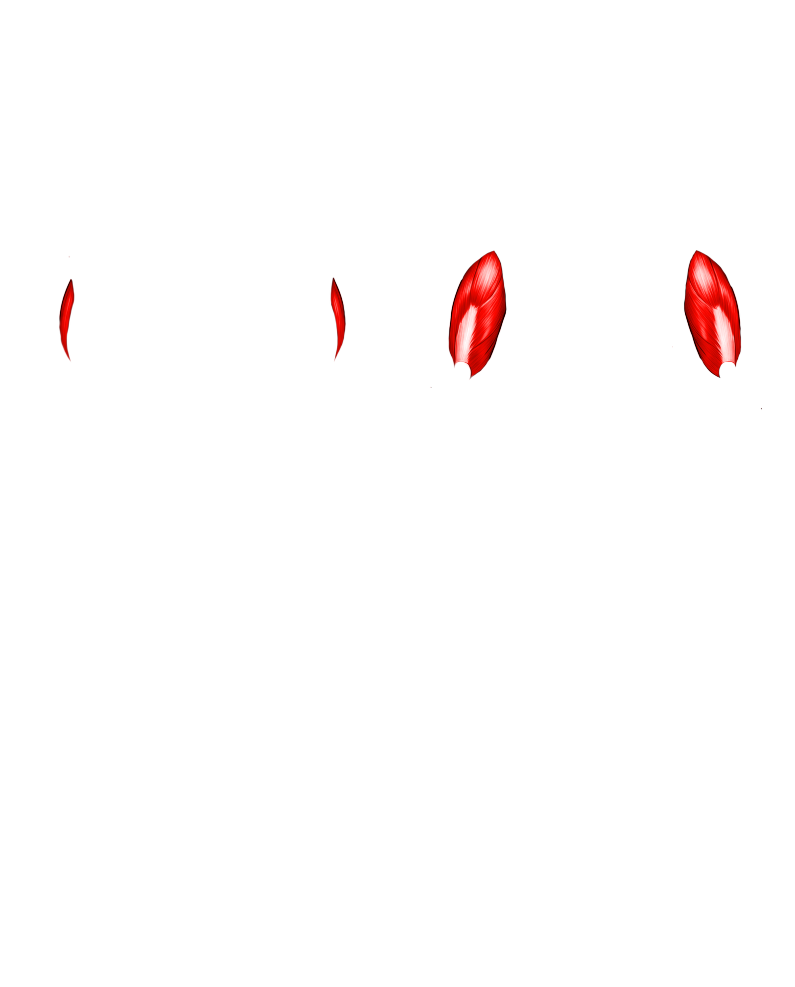 Músculo